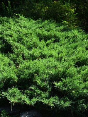 Можжевельник средний Минт Джулеп (Mint Julep) купить с доставкой 