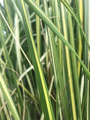 Вейник Ингланд (England) купить с доставкой 