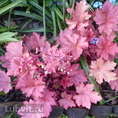 Гейхера Пенелопа (Penelope)