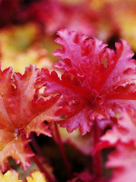 Гейхера Зиппер (Zipper)