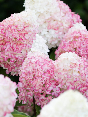 Гортензия Пинк энд Роуз (Pink and Rose) метельчатая купить с доставкой отличается цветками от белого до сливочно–розового. Они собраны в плотные конические соцветия. Цветение с июня и до сентября