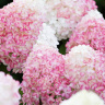 Гортензия Пинк энд Роуз (Pink and Rose) метельчатая