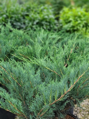 Можжевельник казацкий Голубой Дунай (Blue Danube) купить с доставкой 