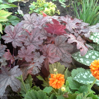 Гейхера Инфинити (Infinity) купить с доставкой шоколадный красавчик, который станет вашим любимцем