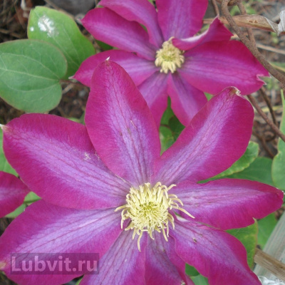 Клематис Какио (Kakio) купить с доставкой яркий японский сорт, цветы которого будут притягивать к себе много внимания