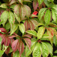 Девичий виноград пятилисточковый