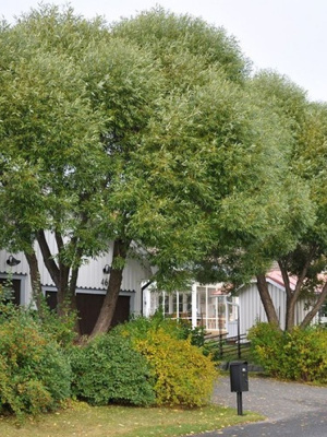 Ива Булата купить с доставкой выглядит так, будто ее намеренно стригли, но она от природы красавица!