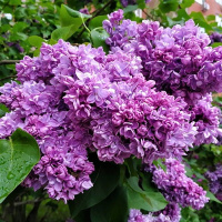 Сирень Антуан де Сент-Экзюпери