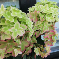 Гортензия Металлика (Metallica) метельчатая