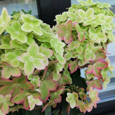 Гортензия Металлика (Metallica) метельчатая купить с доставкой 