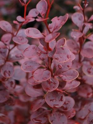 Барбарис Ред Пиллар (Red Pillar) купить с доставкой Декоративный кустарник, который пленяет своей элегантной вертикальной формой и насыщенной бордово-красной листвой. Он является ярким акцентом в любом саду благодаря выразительному внешнему виду и разнообразию цветовых оттенков в течение сезона.