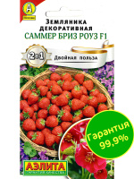 Земляника Саммер Бриз Роуз [Аэлита]