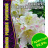 Рододендрон короткоплодный [Семена редких растений] купить с доставкой - Рододендрон короткоплодный [Семена редких растений] купить с доставкой