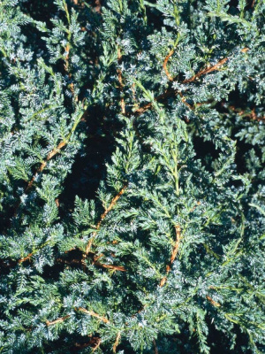 Можжевельник чешуйчатый Холгер (Holger) купить с доставкой 