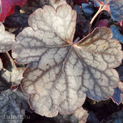 Гейхера Регина (Regina) купить с доставкой обладательница благородной листвы темных тонов