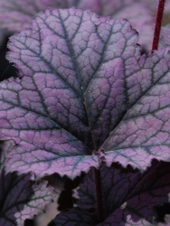 Гейхера Фростед Виолет (Frosted Violet)