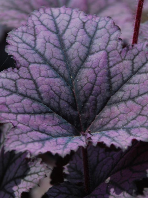 Гейхера Фростед Виолет (Frosted Violet) купить с доставкой Эффектные, матово–бархатистые, зазубренные листья Фростед Виолет не оставят вас равнодушными. Ее притягательность и ледяная красота превратят ваш цветник в произведение искусства
