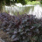 Гейхера Фростед Виолет (Frosted Violet) купить с доставкой Гейхера Фростед Виолет (Frosted Violet) купить с доставкой - Гейхера Фростед Виолет (Frosted Violet) купить с доставкой
