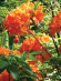 Рододендрон Мандарин Лайтс (Mandarin Lights) купить с доставкой Рододендрон Мандарин Лайтс (Mandarin Lights) купить с доставкой