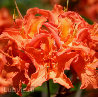 Рододендрон Мандарин Лайтс (Mandarin Lights)