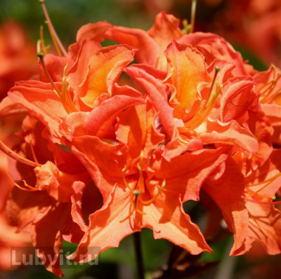 Рододендрон Мандарин Лайтс (Mandarin Lights) купить с доставкой из морозостойкой серии американских селекционеров. Отличается особой декоративностью и экспрессивной яркостью цветения, что позволяет растению стать украшением любого сада