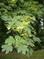 Клен Остролистный