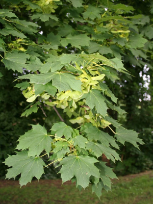 Клен Остролистный купить с доставкой Быстрорастущее листопадное дерево с восхитительной листвой. Этот клен будет украшать вас участок на протяжении всех сезонов в течение 150 лет