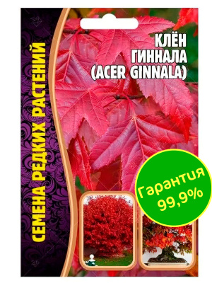 Клён Гиннала [Семена редких растений] купить с доставкой Наиболее нарядный вид клён приобретает осенью, когда листва меняет цвет с изумрудно-зелёного на благородный багряный.