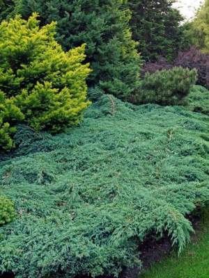 Можжевельник чешуйчатый Блю Карпет (Blue Carpet) купить с доставкой 