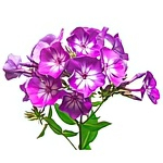 Флоксы
