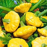 Патиссон