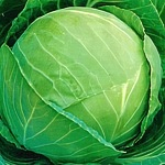 Капуста