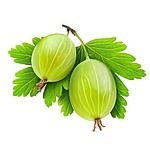Крыжовник