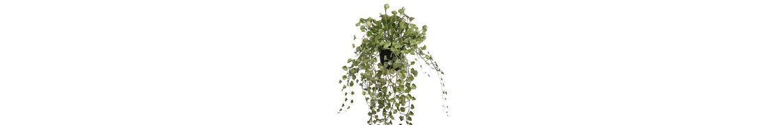 Дихондра купить с доставкой из питомника по России