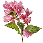 Вейгелы