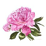 Пионы